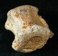 Edmontosaurus (Hadrosaur) Caudal Vertebrae - Montana #13326-2